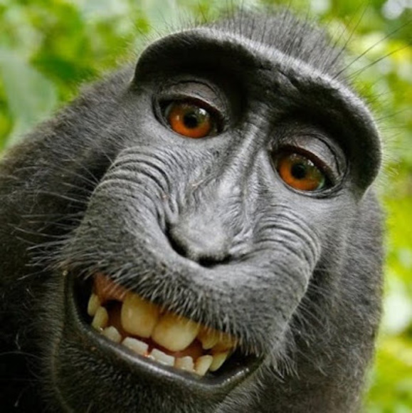 Meet your Posher, Jacob - Picture 1 of 1